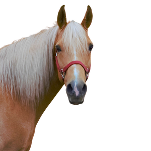 A palomino horse head with a thin stripe and red halter